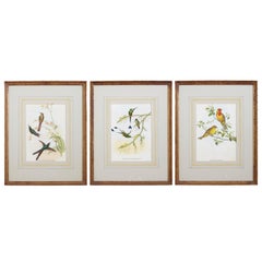 Set of Three Colored Ornithological Prints After Gould