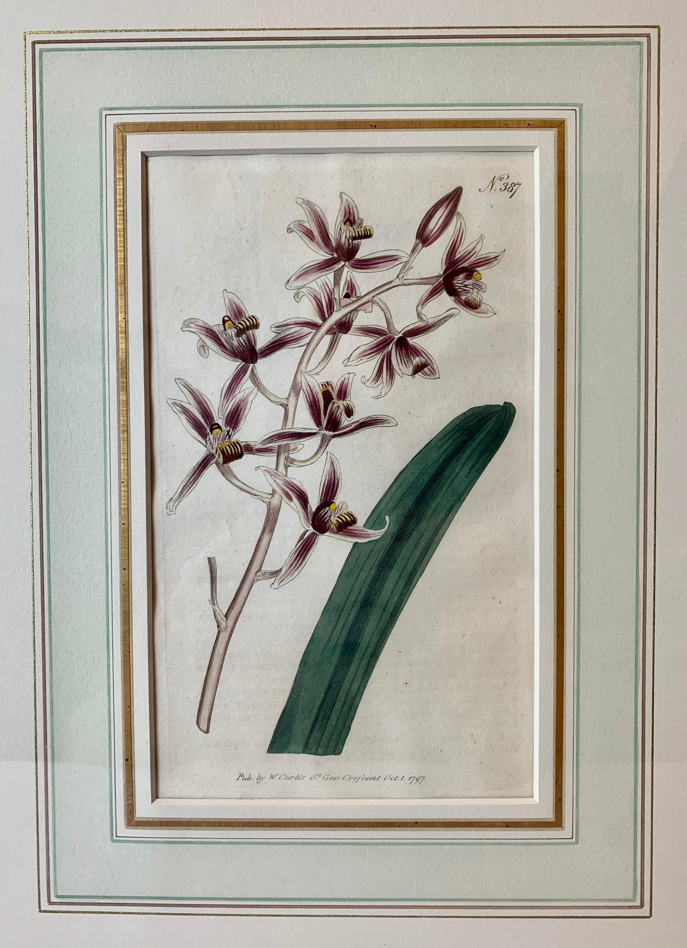 Orchid Engravings Hand Colored by William Curtis, England, 1797-1806-Set of 3 3