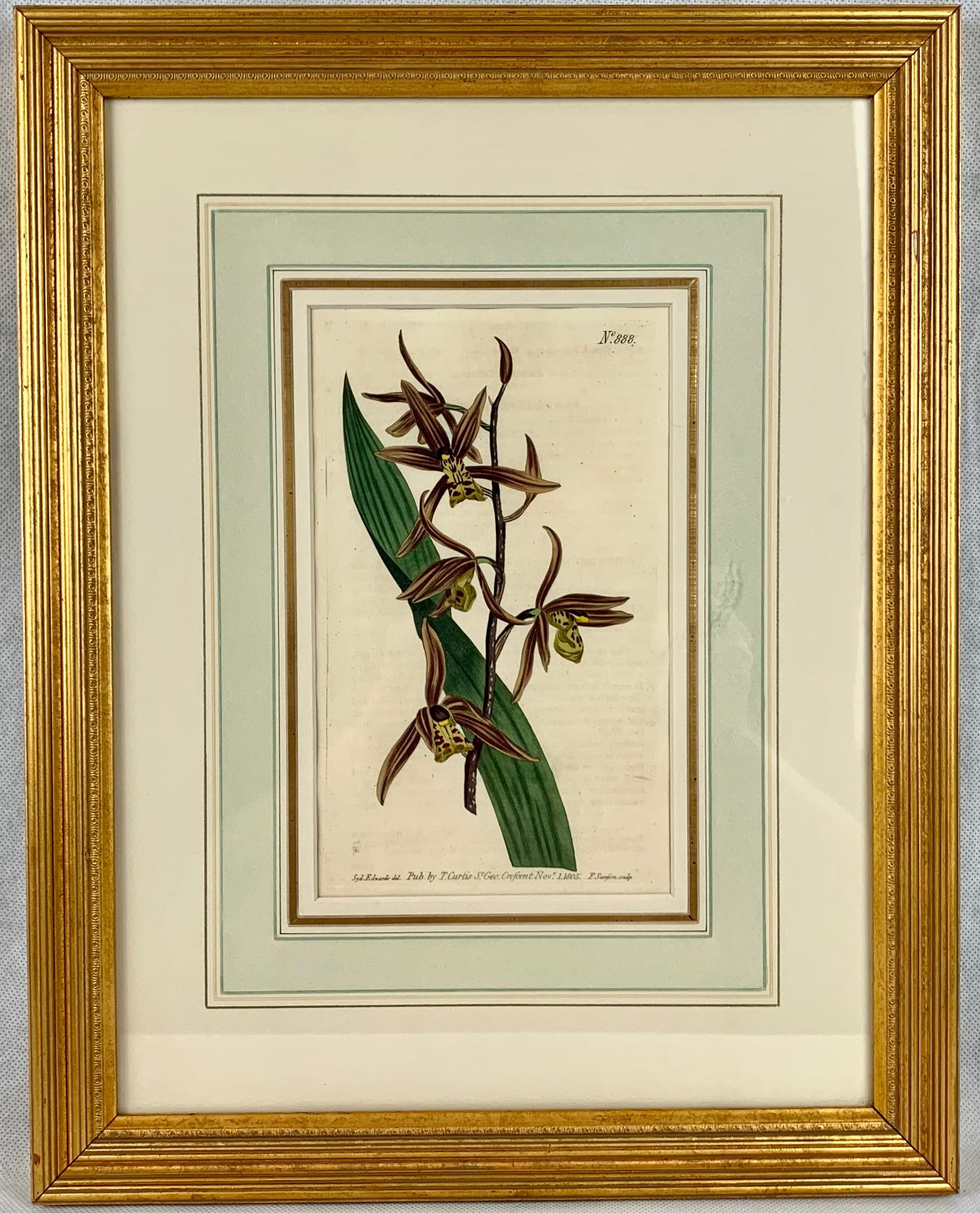 Over 200 years old this set of William Curtis Orchids are matted and framed to museum standards. They were originally published in 