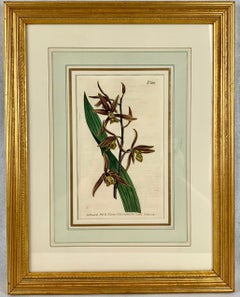 Orchid Engravings Hand Colored by William Curtis, England, 1797-1806-Set of 3