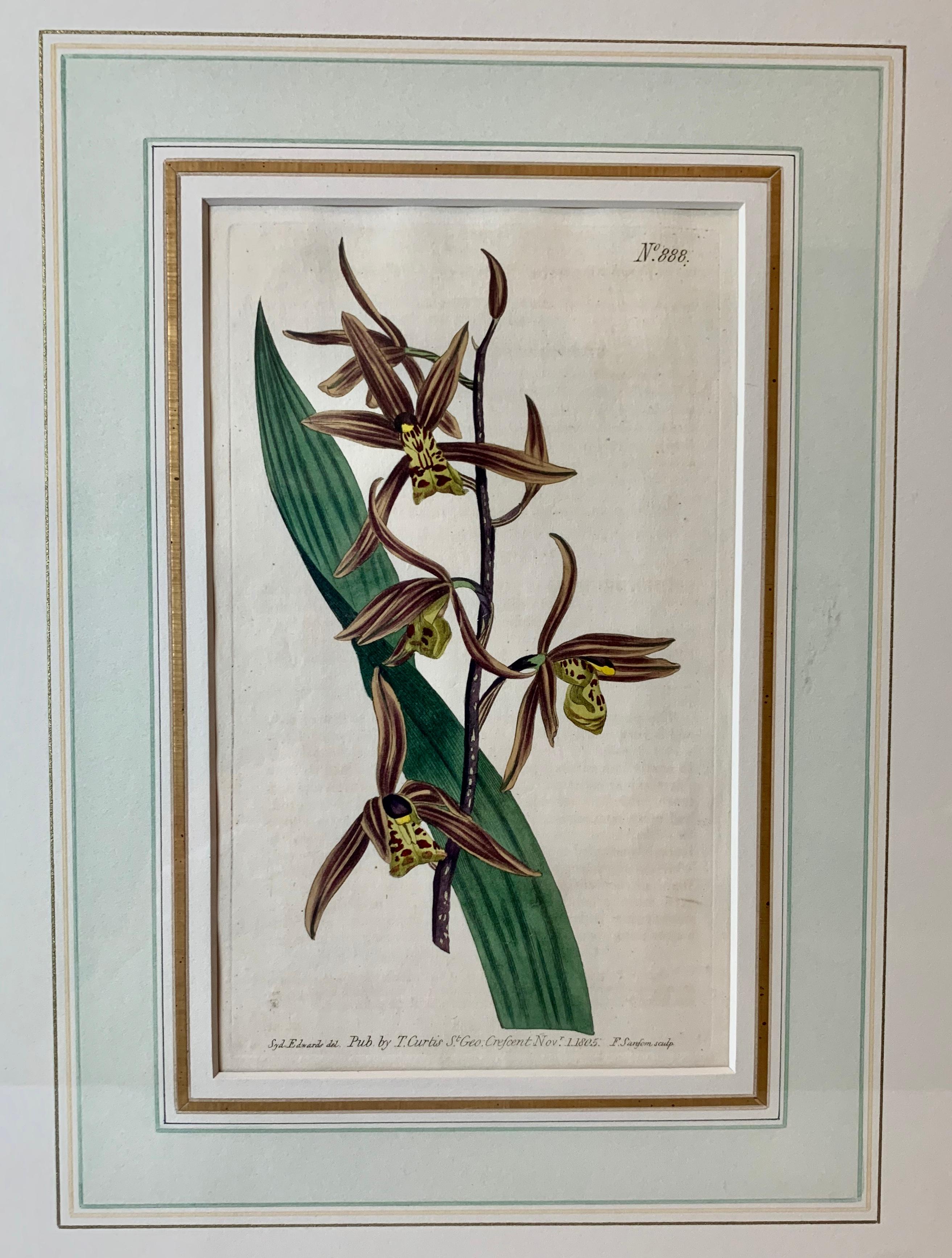 Georgian Orchid Engravings Hand Colored by William Curtis, England, 1797-1806-Set of 3