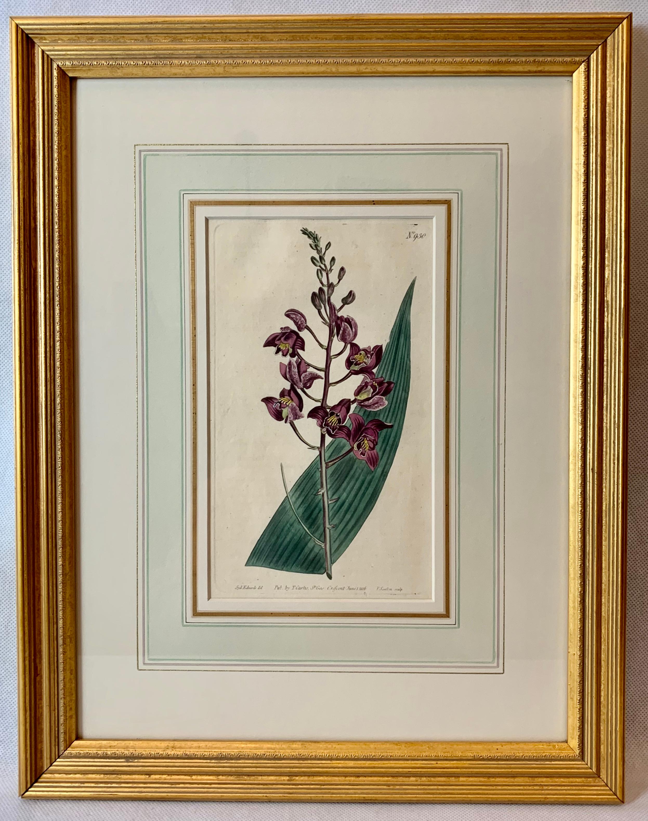 Orchid Engravings Hand Colored by William Curtis, England, 1797-1806-Set of 3 In Good Condition In West Palm Beach, FL