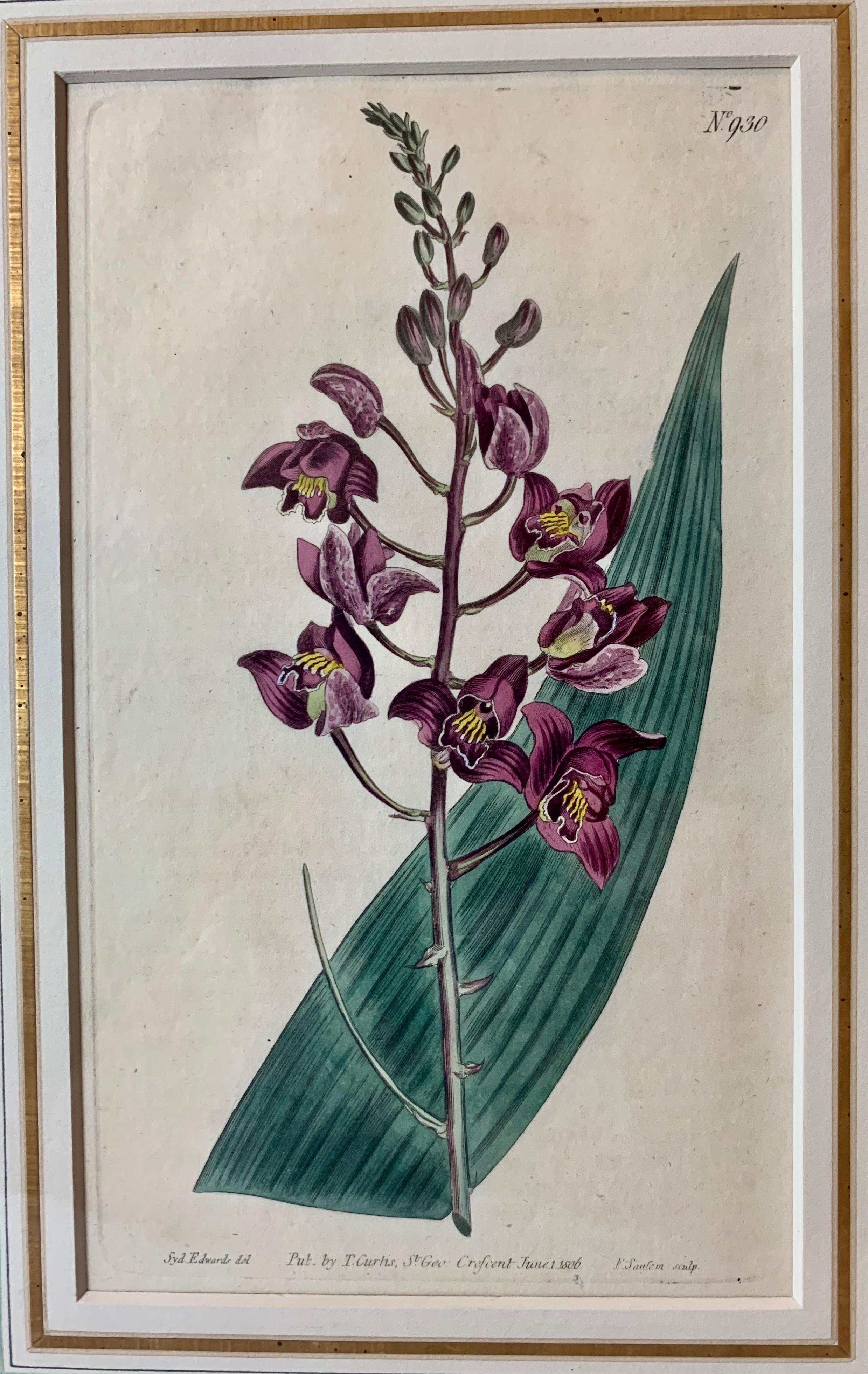 Paint Orchid Engravings Hand Colored by William Curtis, England, 1797-1806-Set of 3