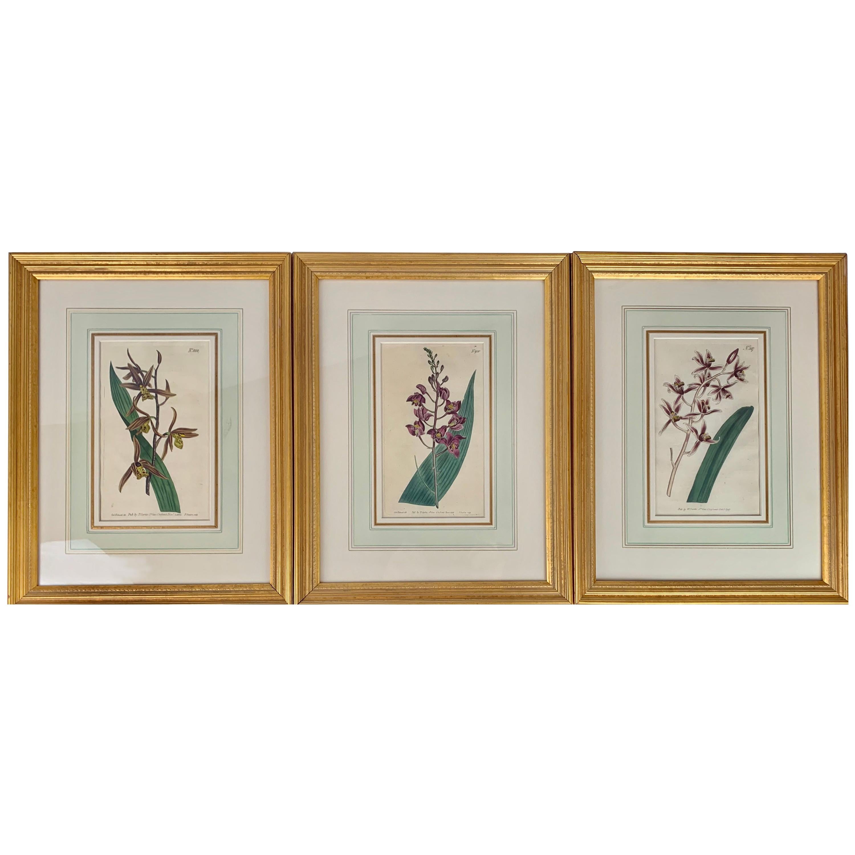 Orchid Engravings Hand Colored by William Curtis, England, 1797-1806-Set of 3