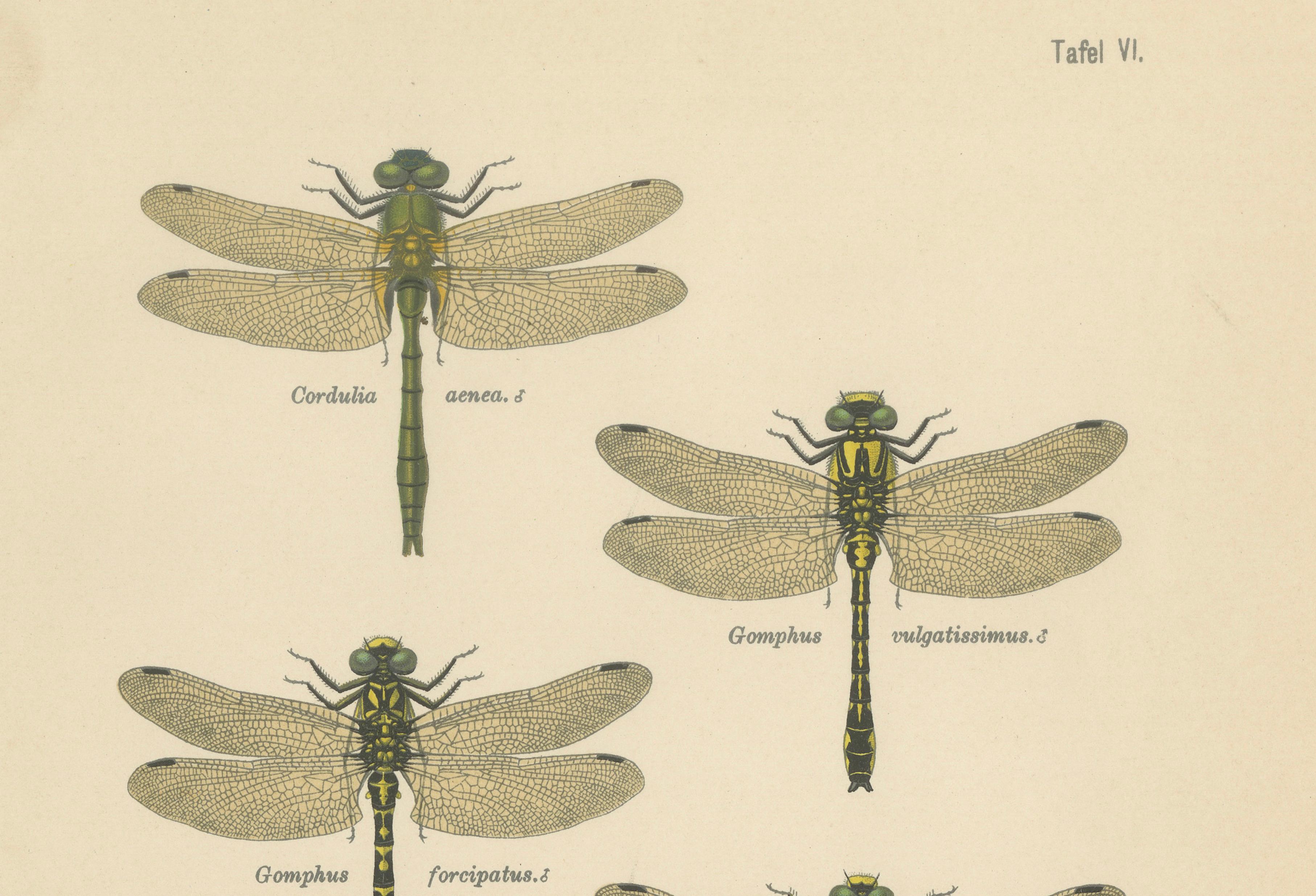 Set of Three Dragonfly & Damselfly Lithographs by Richard Tümpel, 1908