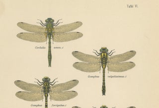 Set of Three Dragonfly & Damselfly Lithographs by Richard Tümpel, 1908, view 10