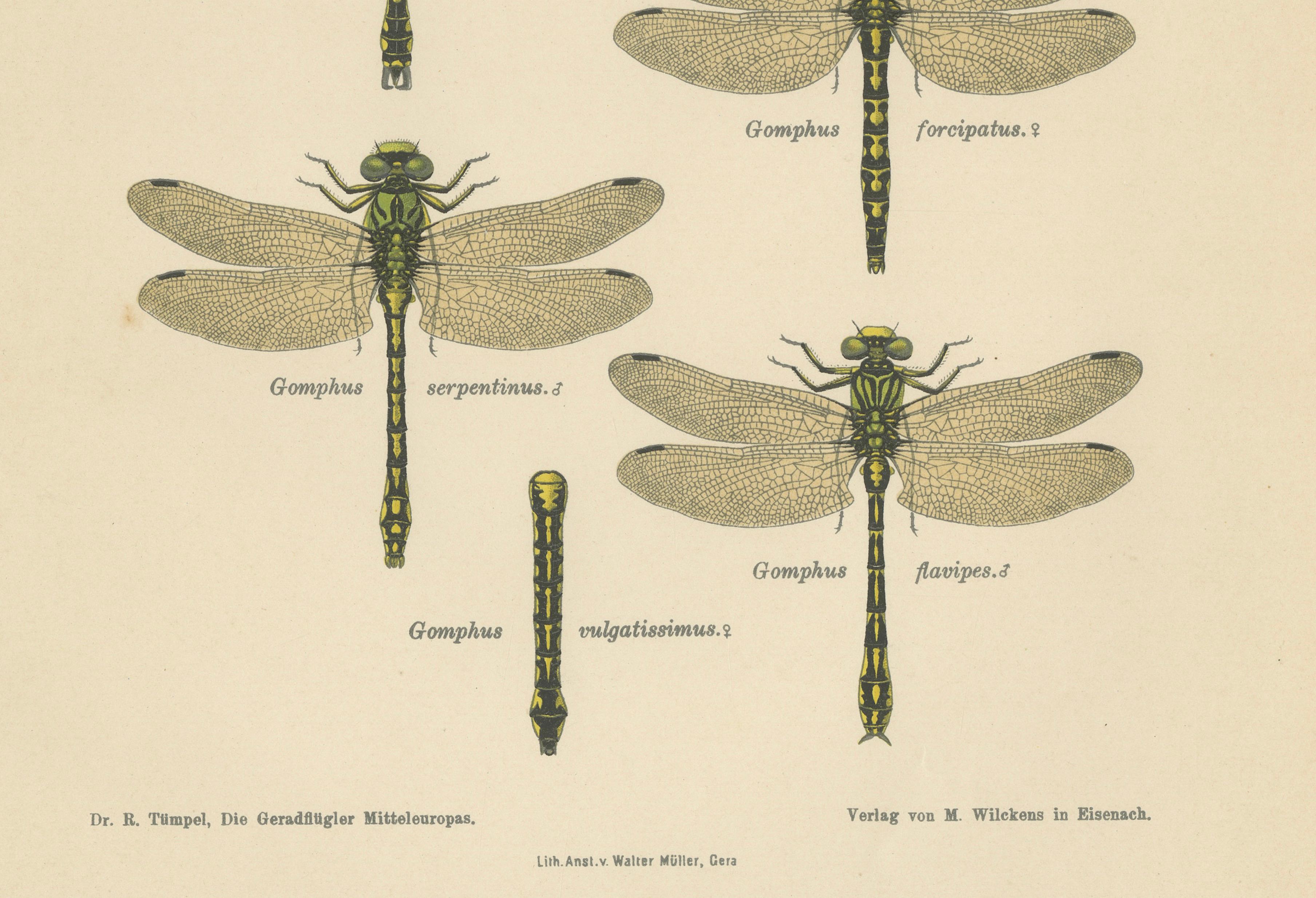 Set of Three Dragonfly & Damselfly Lithographs by Richard Tümpel, 1908
