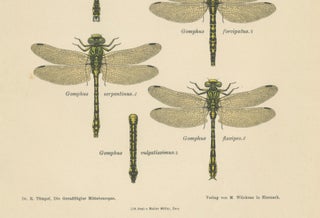 Set of Three Dragonfly & Damselfly Lithographs by Richard Tümpel, 1908, view 11