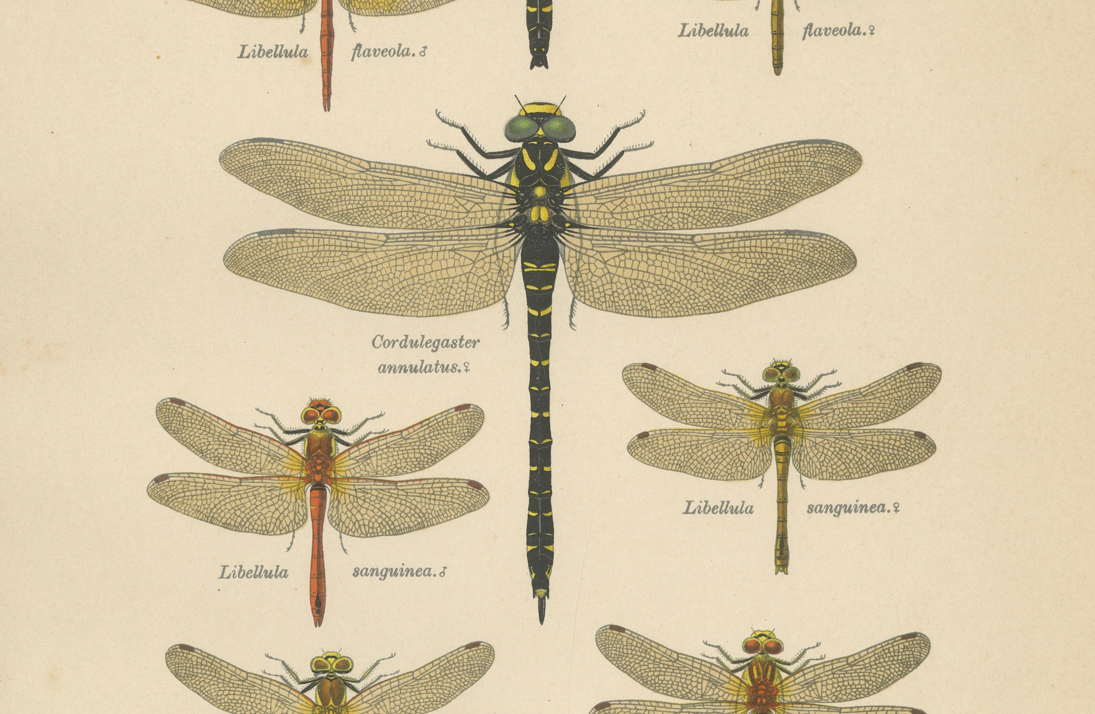 Set of Three Dragonfly & Damselfly Lithographs by Richard Tümpel, 1908