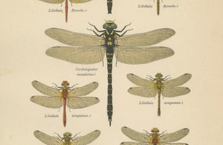 Set of Three Dragonfly & Damselfly Lithographs by Richard Tümpel, 1908, view 12