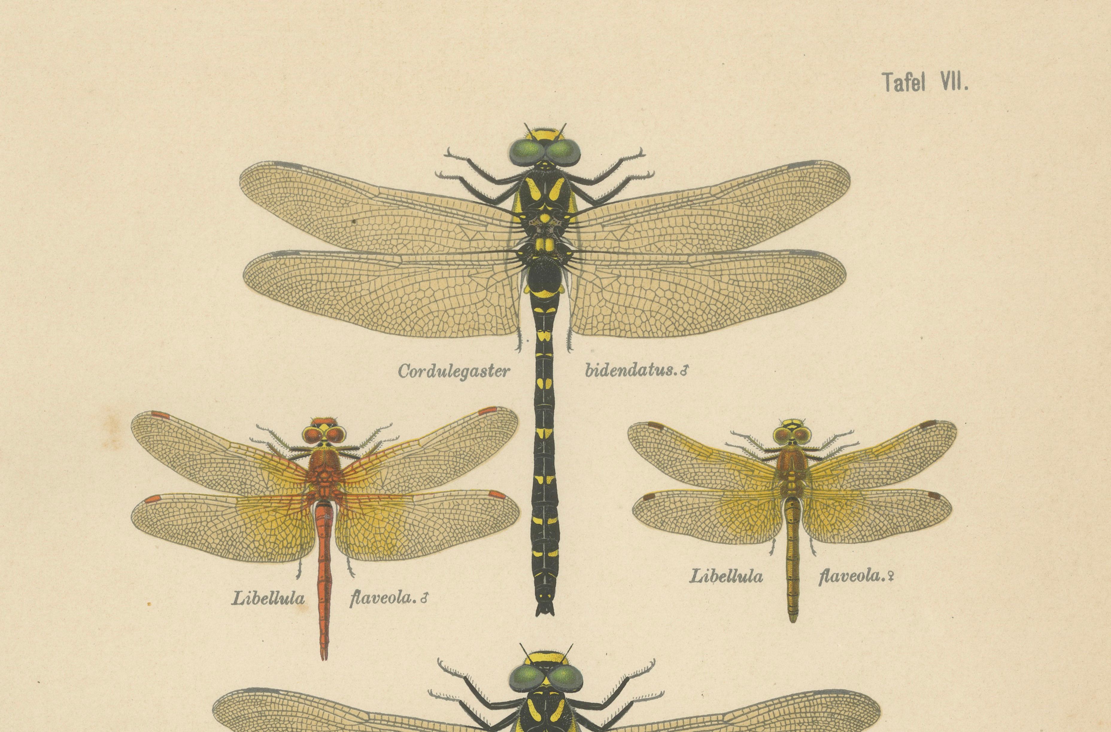 Set of Three Dragonfly & Damselfly Lithographs by Richard Tümpel, 1908