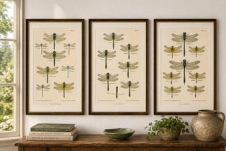 Set of Three Dragonfly & Damselfly Lithographs by Richard Tümpel, 1908, view 2