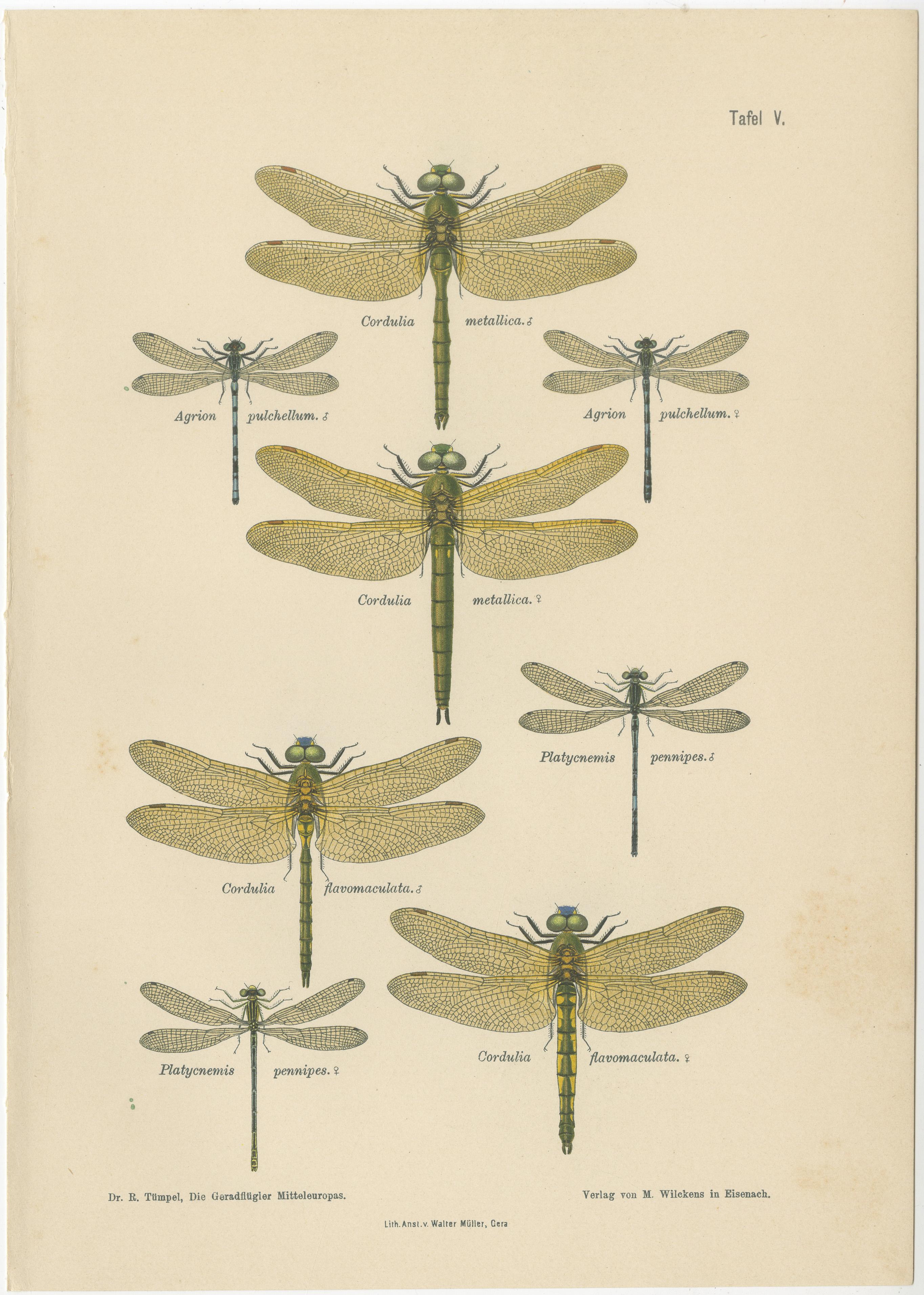 Set of Three Dragonfly & Damselfly Lithographs by Richard Tümpel, 1908