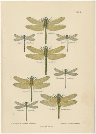 Set of Three Dragonfly & Damselfly Lithographs by Richard Tümpel, 1908, view 3