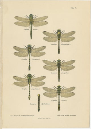 Set of Three Dragonfly & Damselfly Lithographs by Richard Tümpel, 1908, view 4