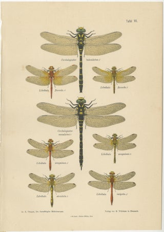 Set of Three Dragonfly & Damselfly Lithographs by Richard Tümpel, 1908, view 5