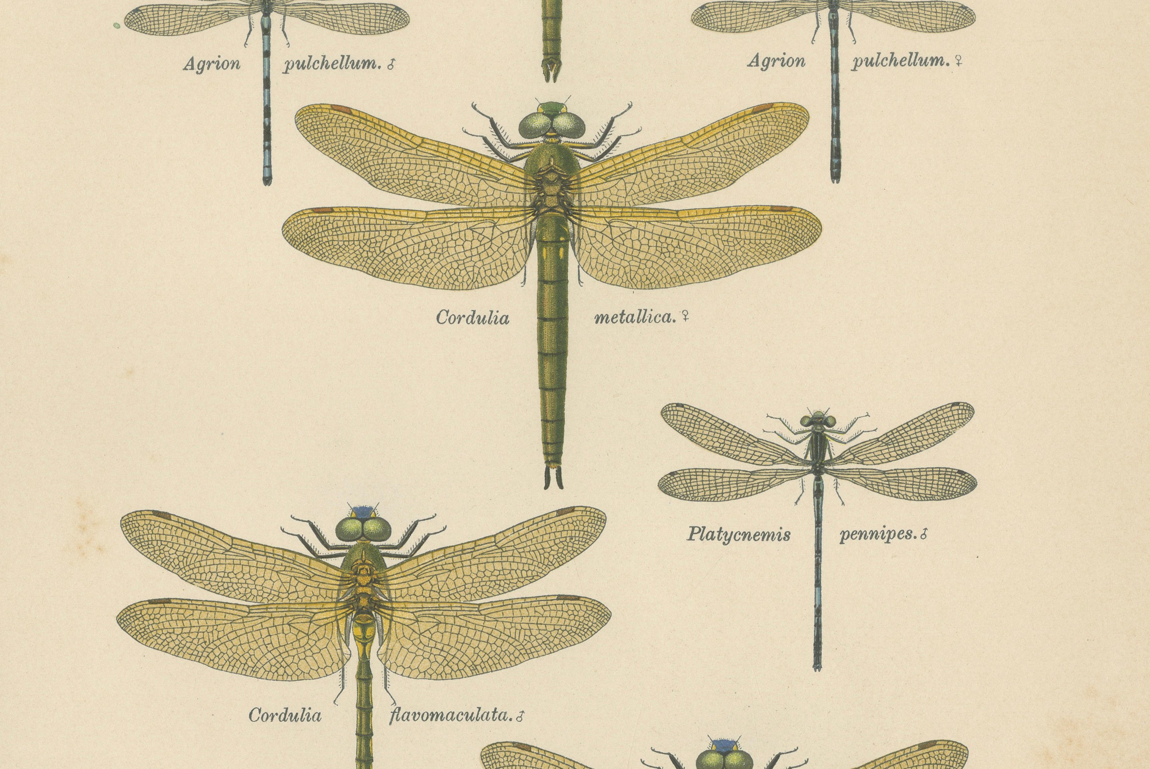 Set of Three Dragonfly & Damselfly Lithographs by Richard Tümpel, 1908