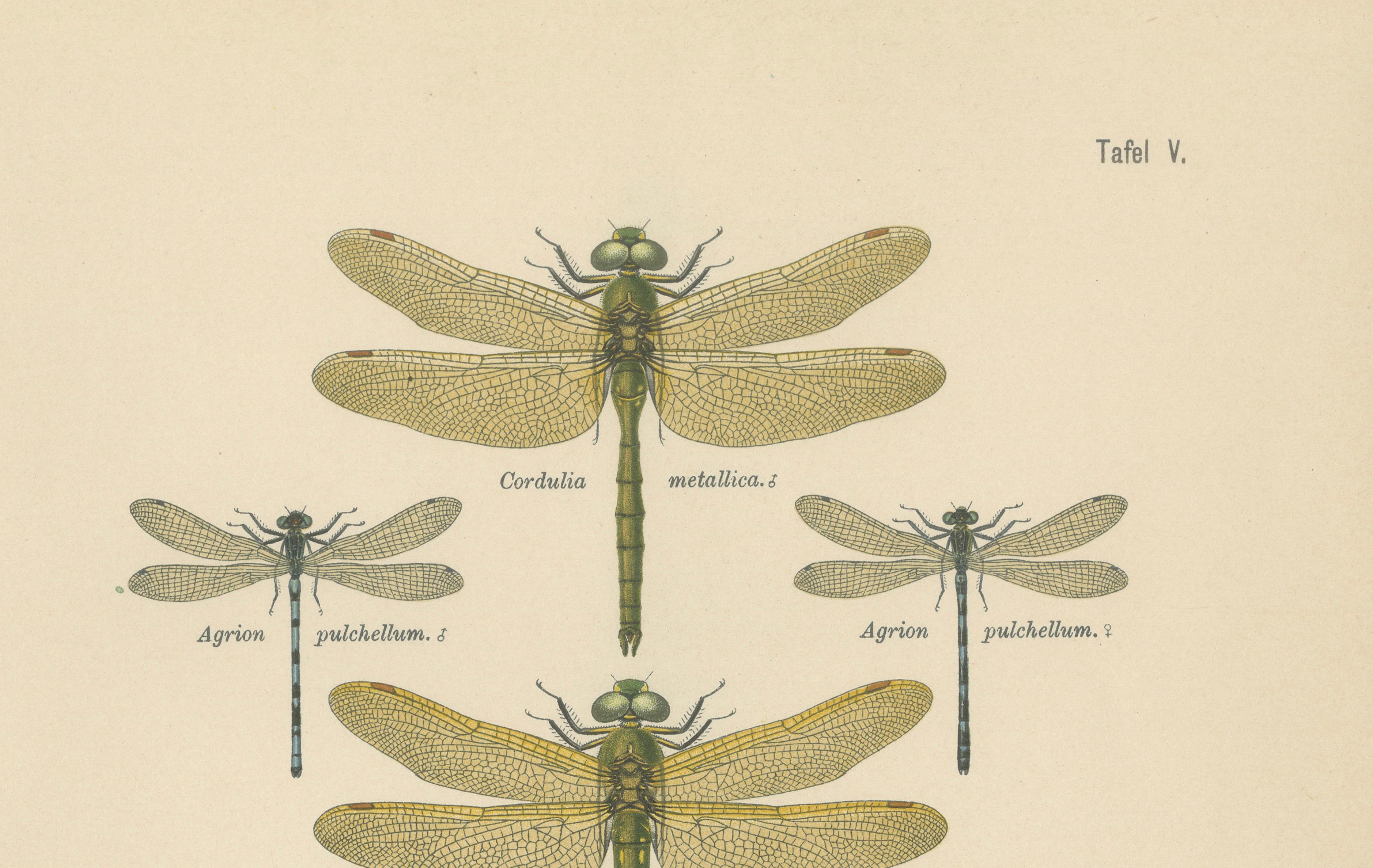 Set of Three Dragonfly & Damselfly Lithographs by Richard Tümpel, 1908