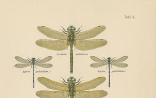 Set of Three Dragonfly & Damselfly Lithographs by Richard Tümpel, 1908, view 8