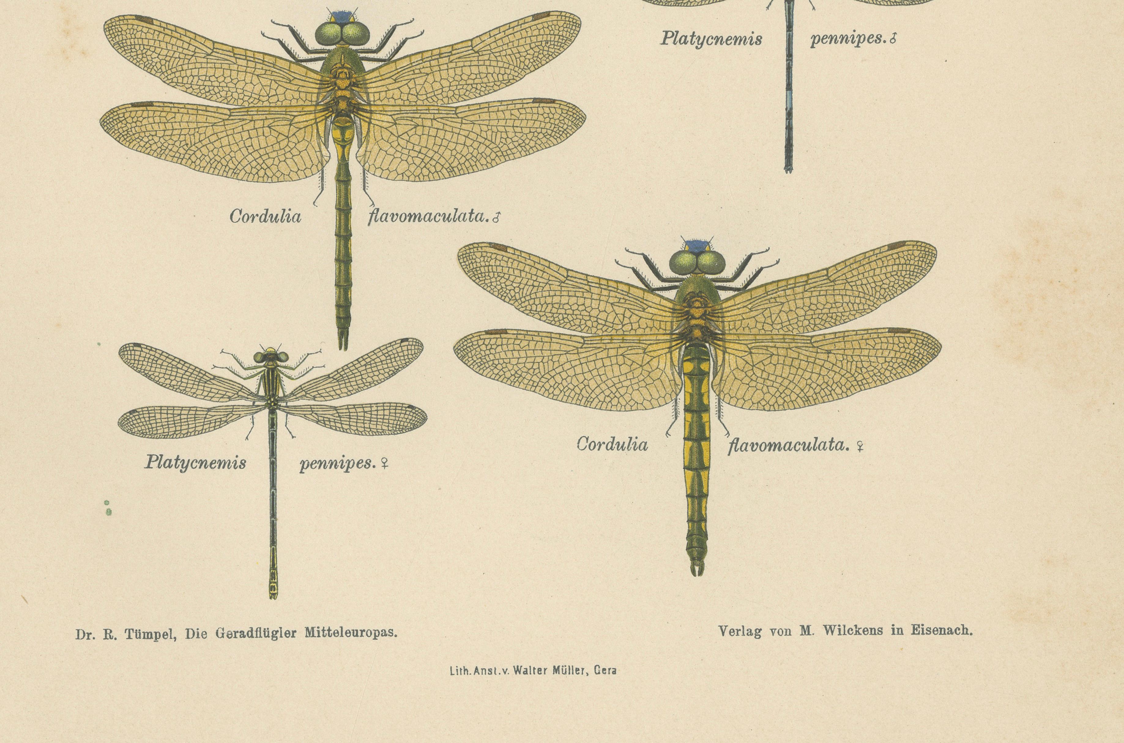 Set of Three Dragonfly & Damselfly Lithographs by Richard Tümpel, 1908