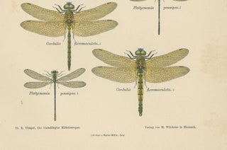 Set of Three Dragonfly & Damselfly Lithographs by Richard Tümpel, 1908, view 9