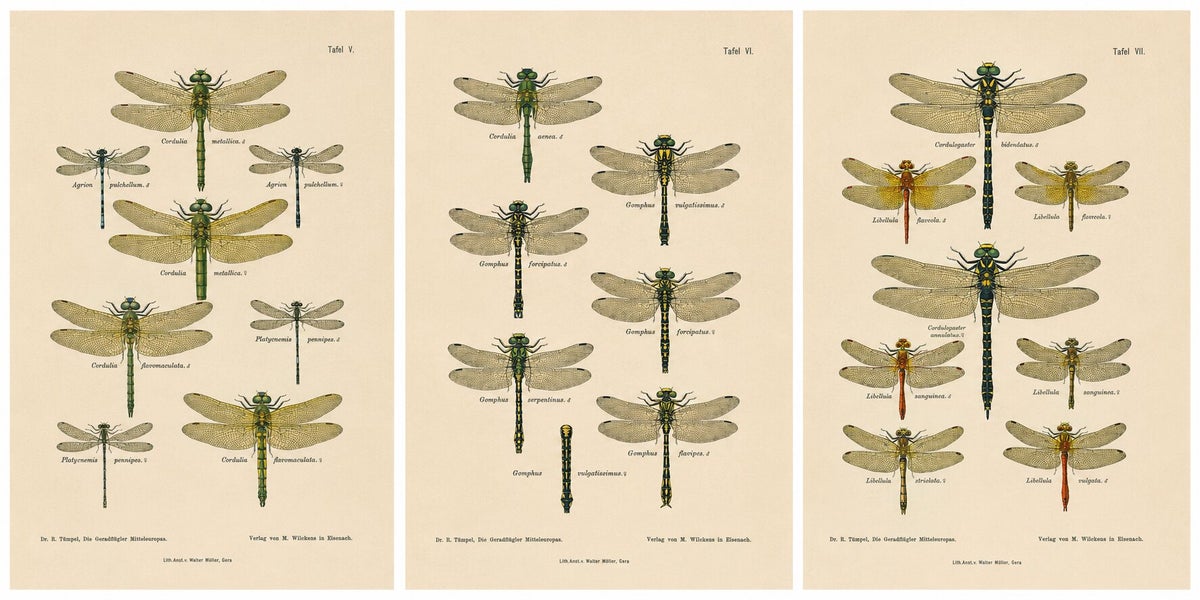 Set of Three Dragonfly & Damselfly Lithographs by Richard Tümpel, 1908