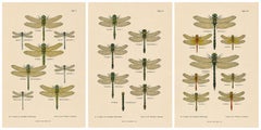Set of Three Dragonfly & Damselfly Lithographs by Richard Tümpel, 1908