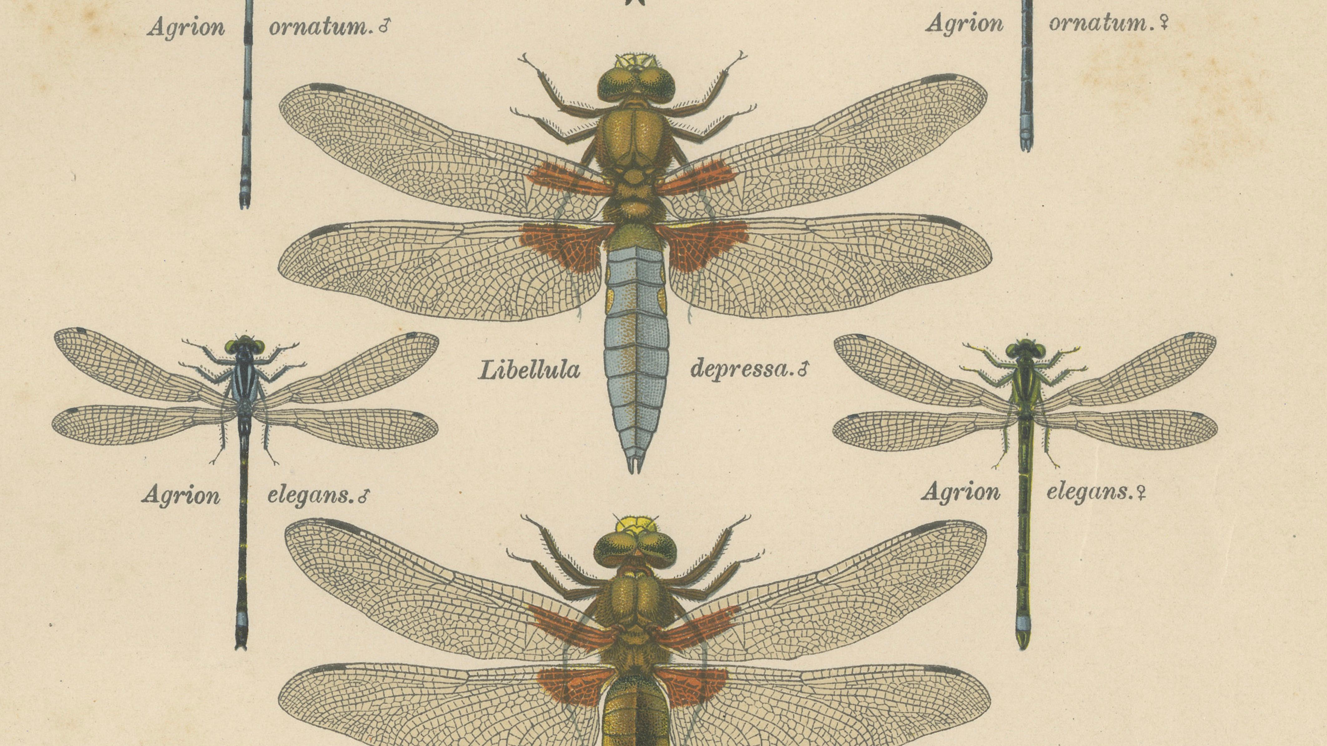 Set of Three Dragonfly Lithographs from Die Geradflügler Mitteleuropas, 1908