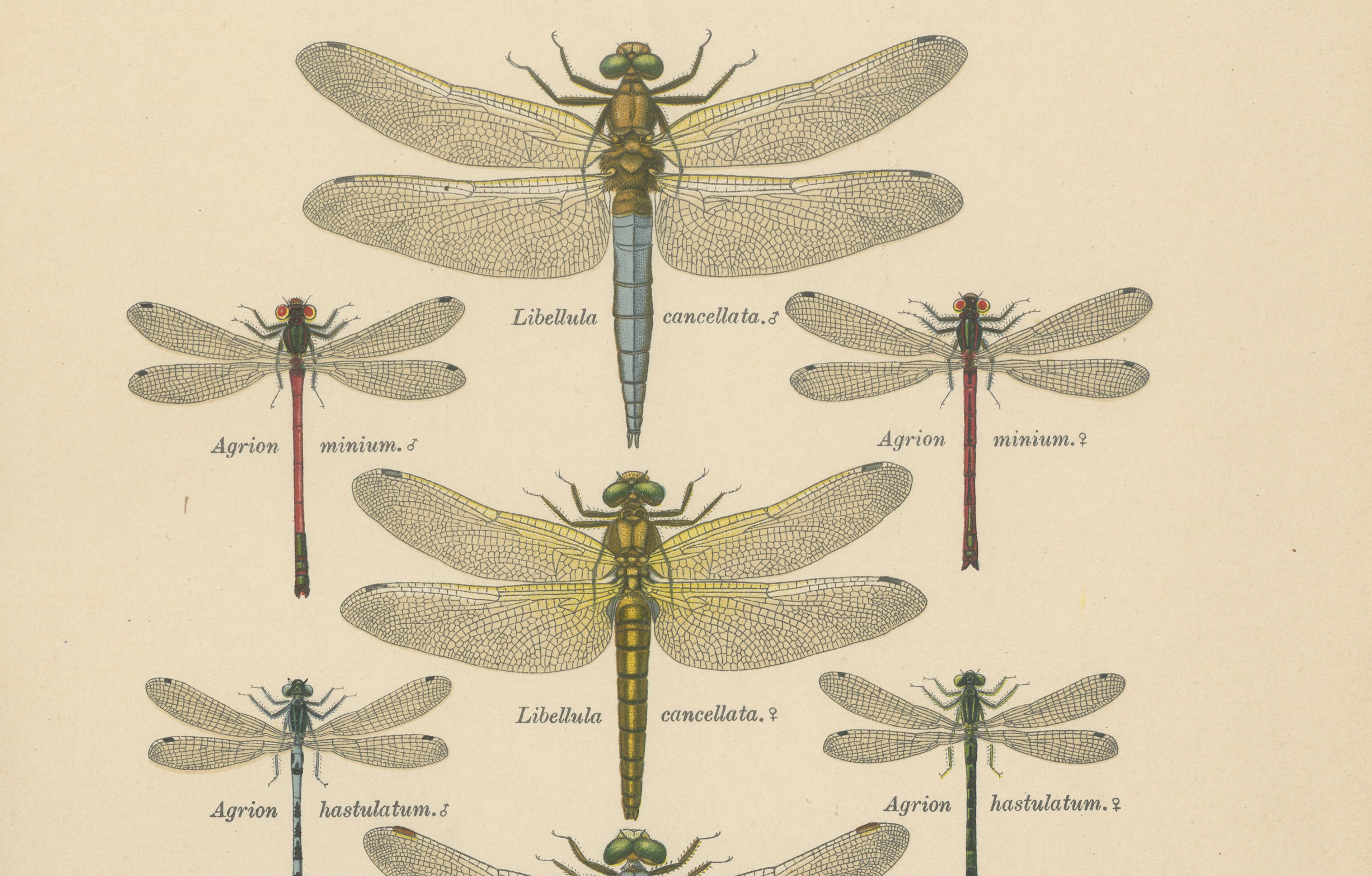 Set of Three Dragonfly Lithographs from Die Geradflügler Mitteleuropas, 1908