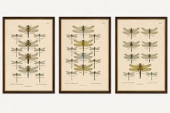 Set of Three Dragonfly Lithographs from Die Geradflügler Mitteleuropas, 1908