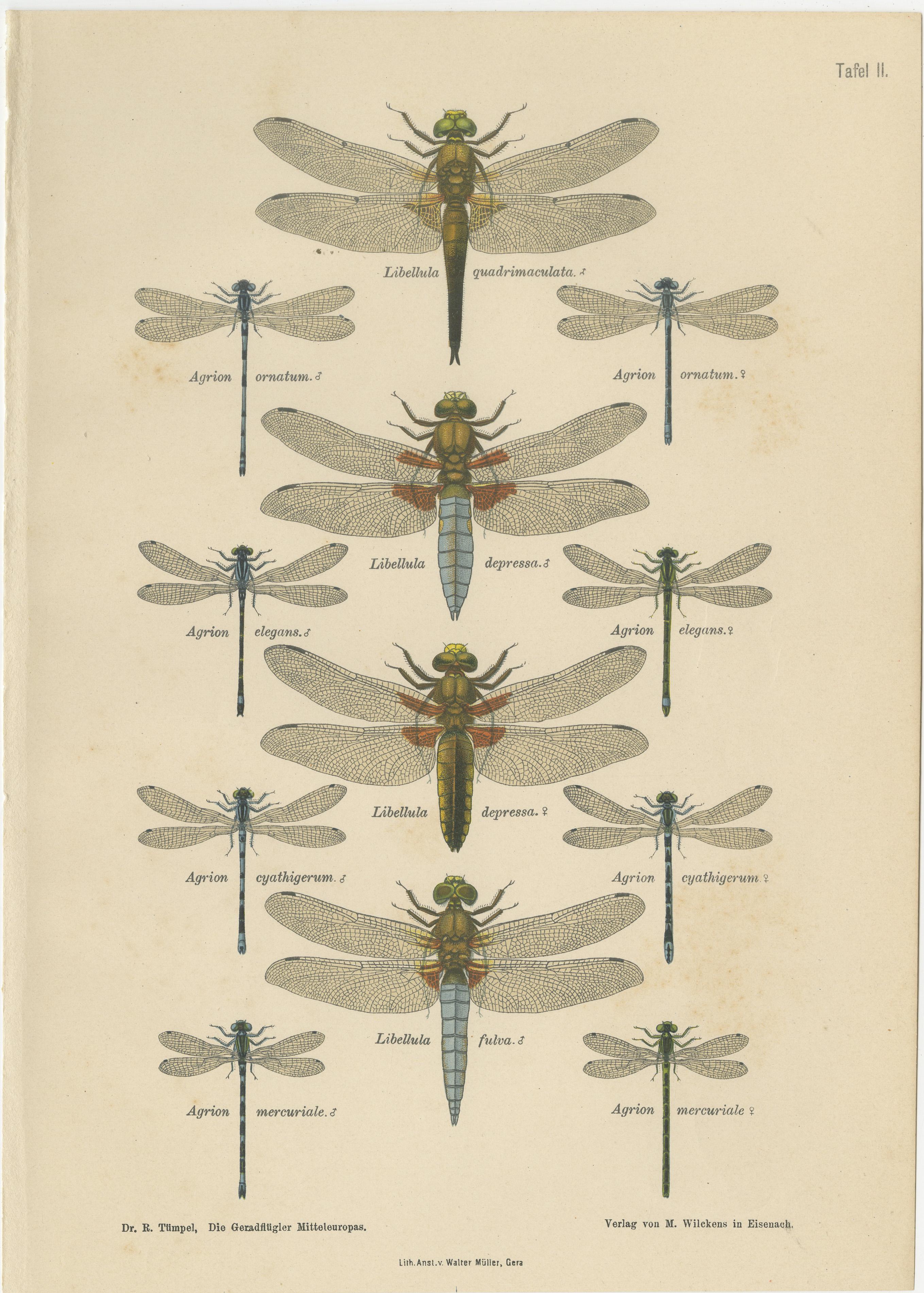 Set of Three Dragonfly Lithographs from Die Geradflügler Mitteleuropas, 1908