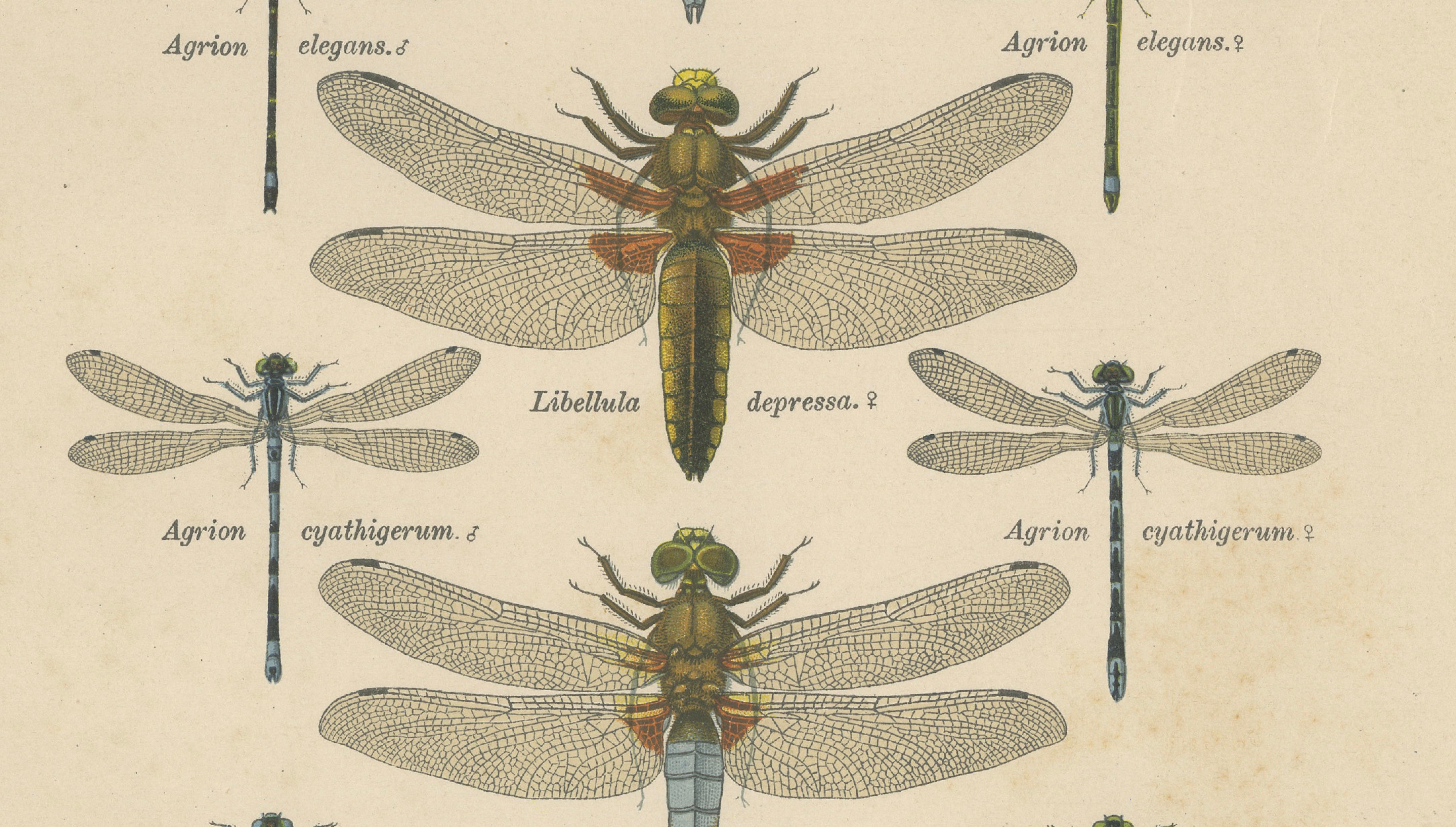 Set of Three Dragonfly Lithographs from Die Geradflügler Mitteleuropas, 1908