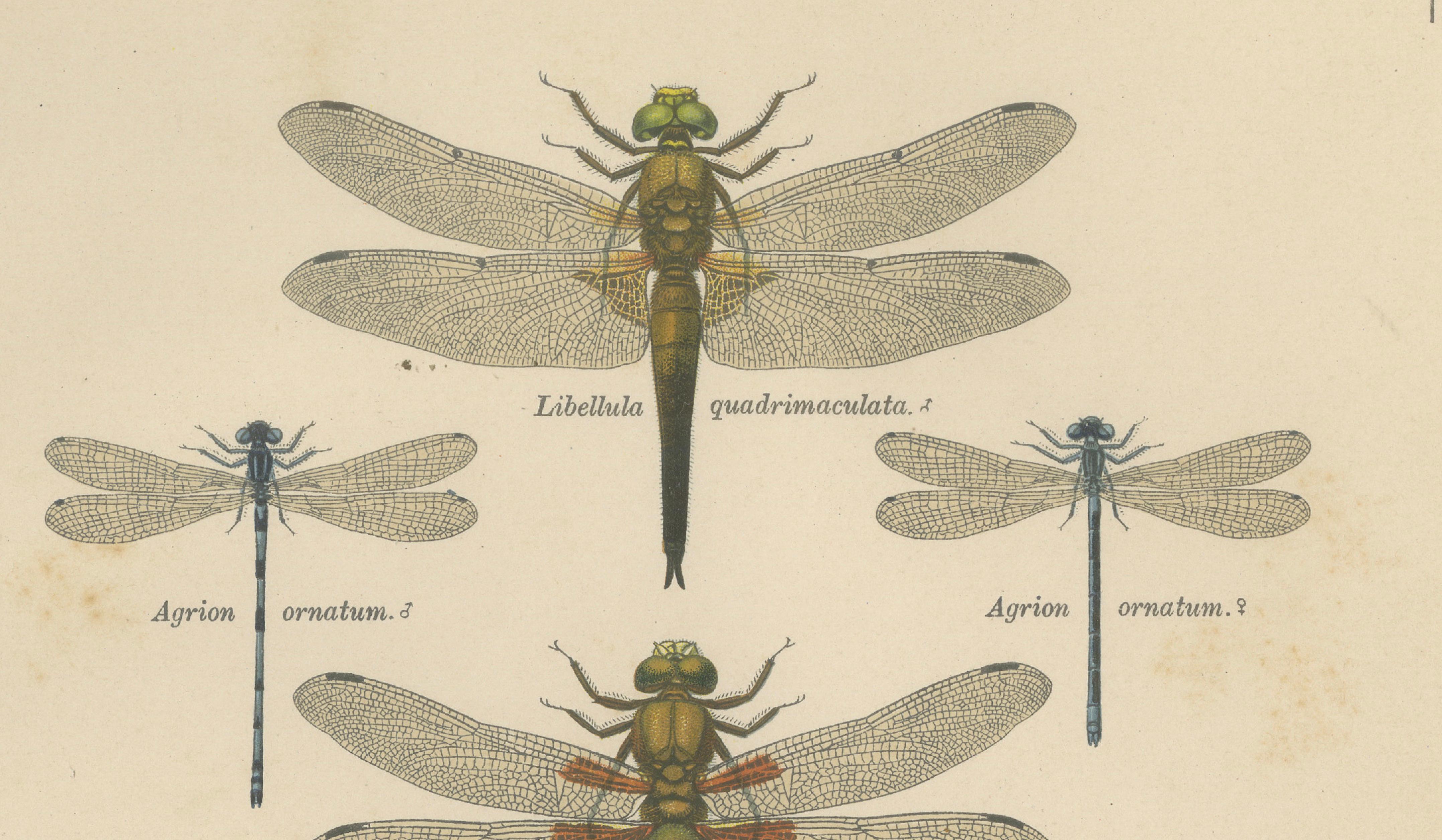 Set of Three Dragonfly Lithographs from Die Geradflügler Mitteleuropas, 1908