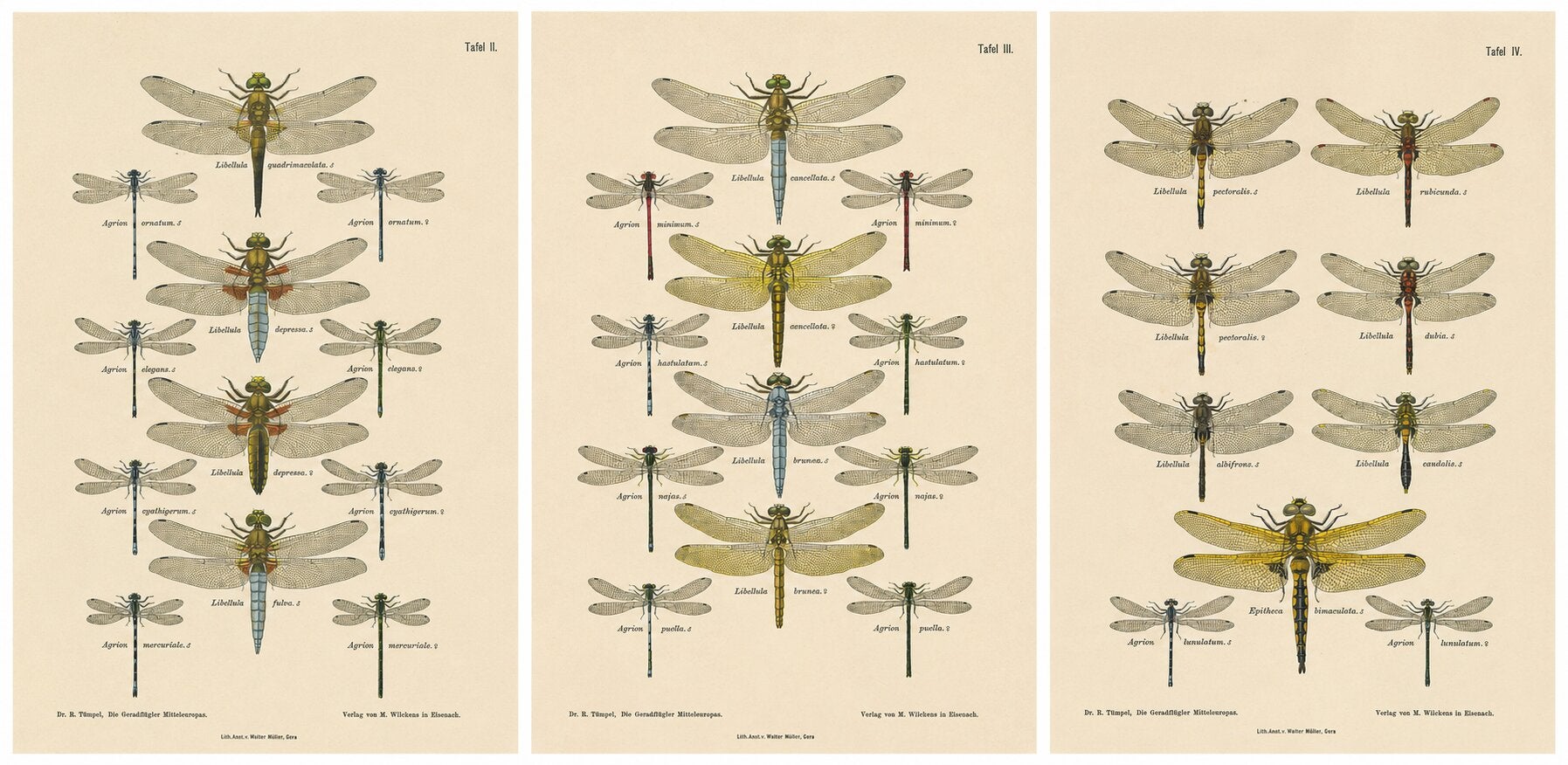 Set of Three Dragonfly Lithographs from Die Geradflügler Mitteleuropas, 1908 For Sale