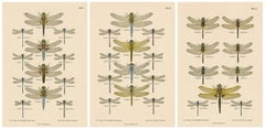 Set of Three Dragonfly Lithographs from Die Geradflügler Mitteleuropas, 1908