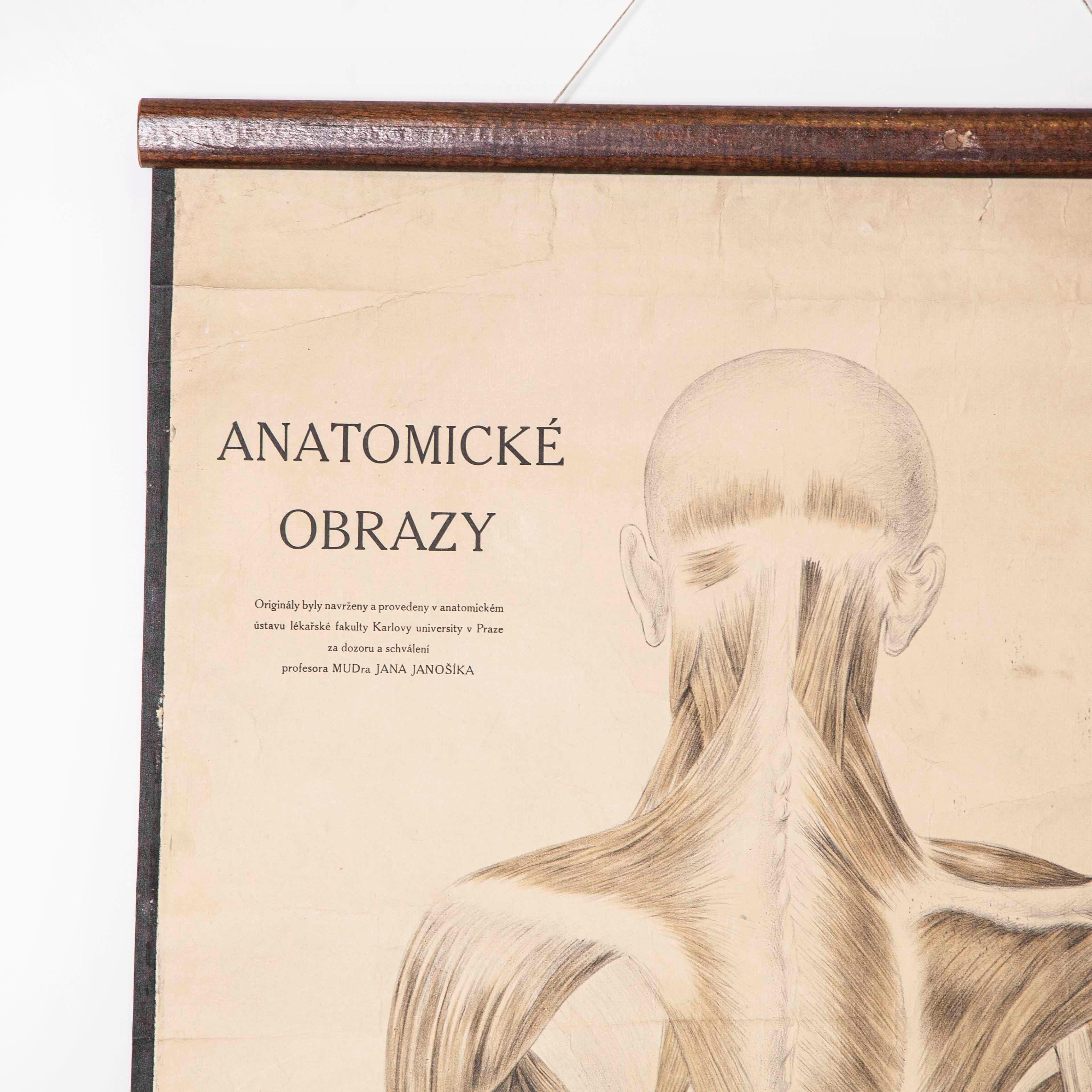 Set of Three Early 20th Century Czechoslovakian Educational Charts, Anatomy 8