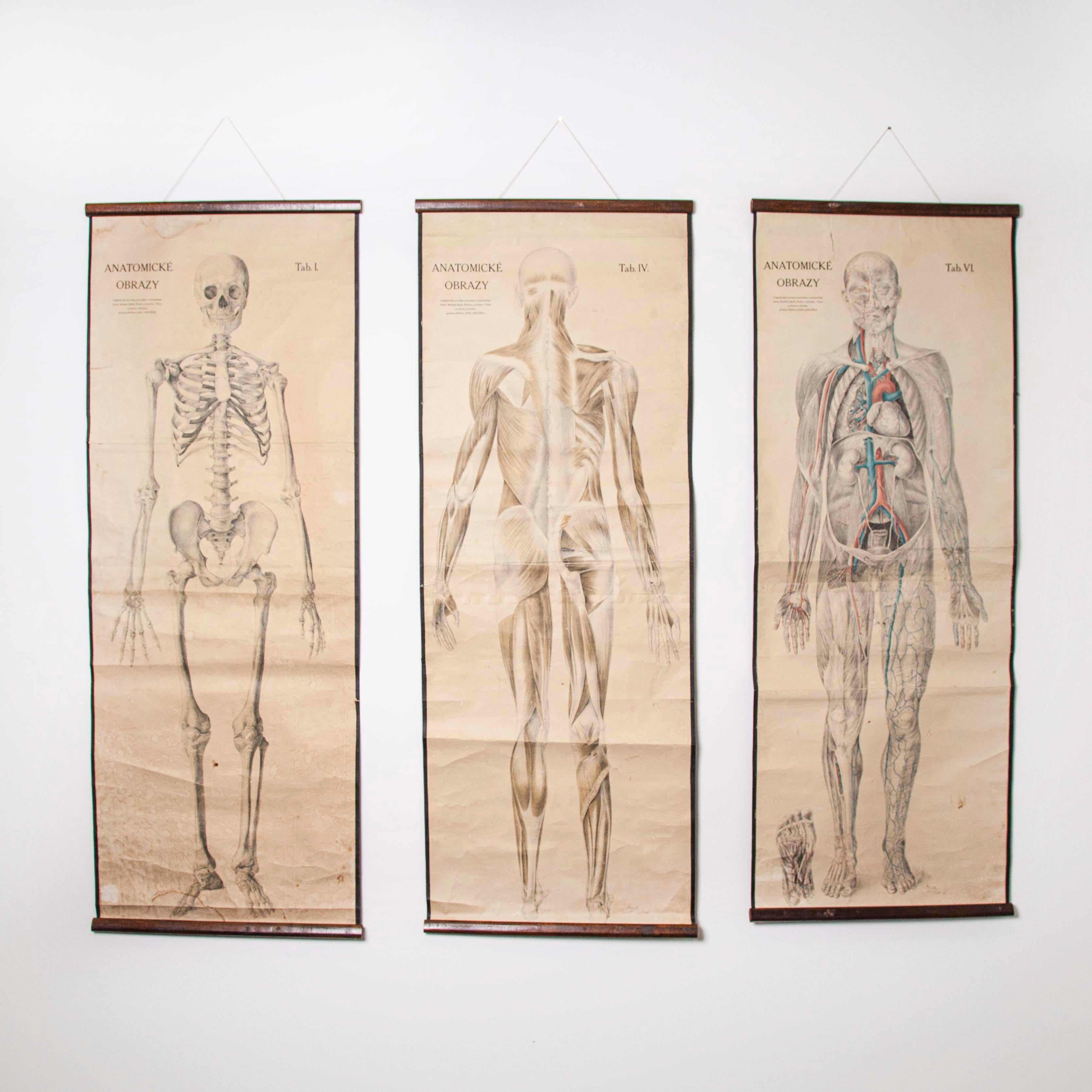 Set of Three Early 20th Century Czechoslovakian Educational Charts, Anatomy In Good Condition In Hook, Hampshire
