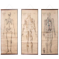 Antique Set of Three Early 20th Century Czechoslovakian Educational Charts, Anatomy