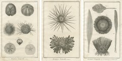 Set of Three Engravings of Sea Urchins and Marine Life by Diderot, ca.1770