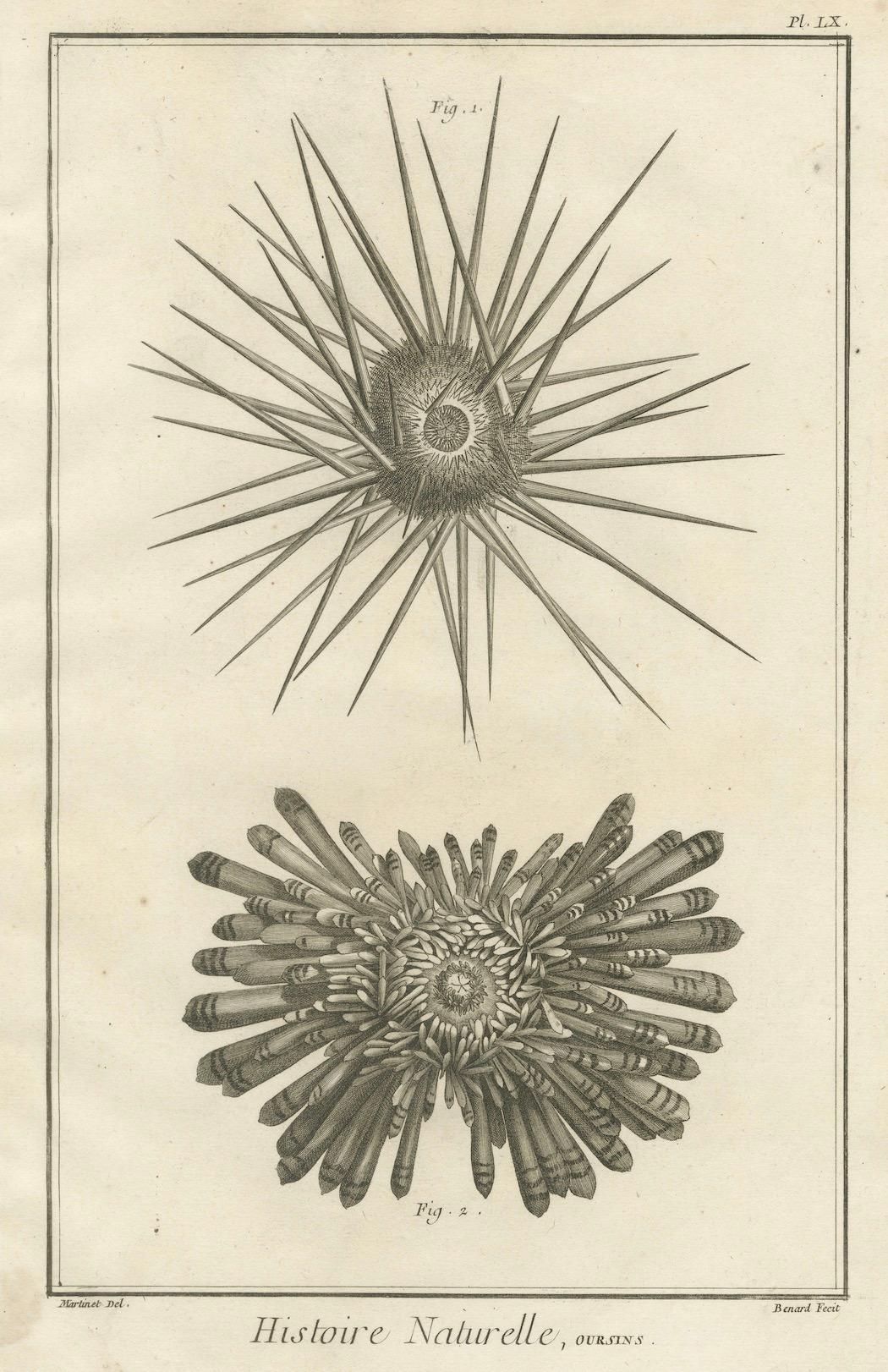 Gravé Ensemble de trois gravures d'oursins et de vie marine par Diderot, vers 1770 en vente