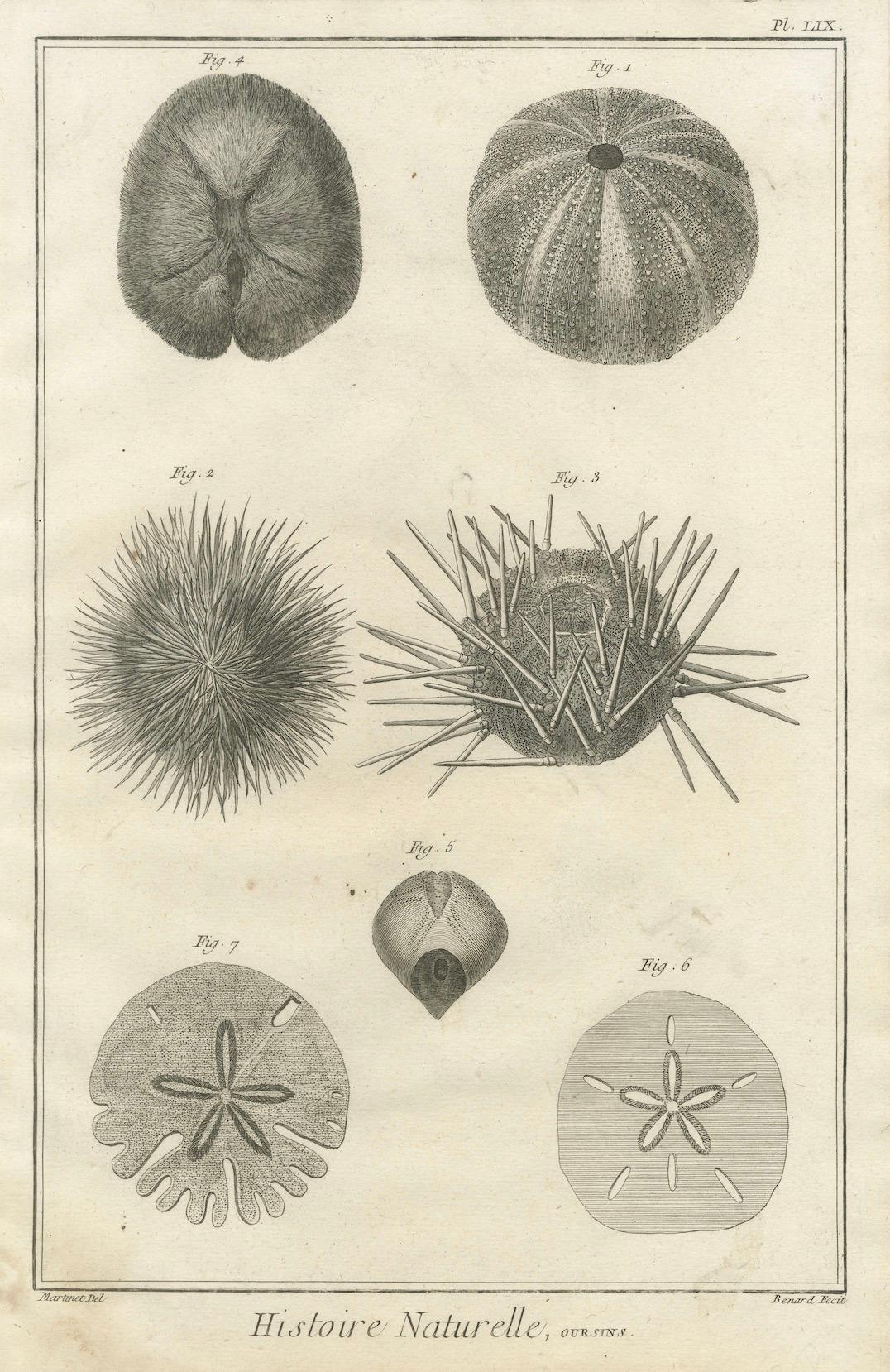 Ensemble de trois gravures d'oursins et de vie marine par Diderot, vers 1770 Bon état - En vente à Langweer, NL