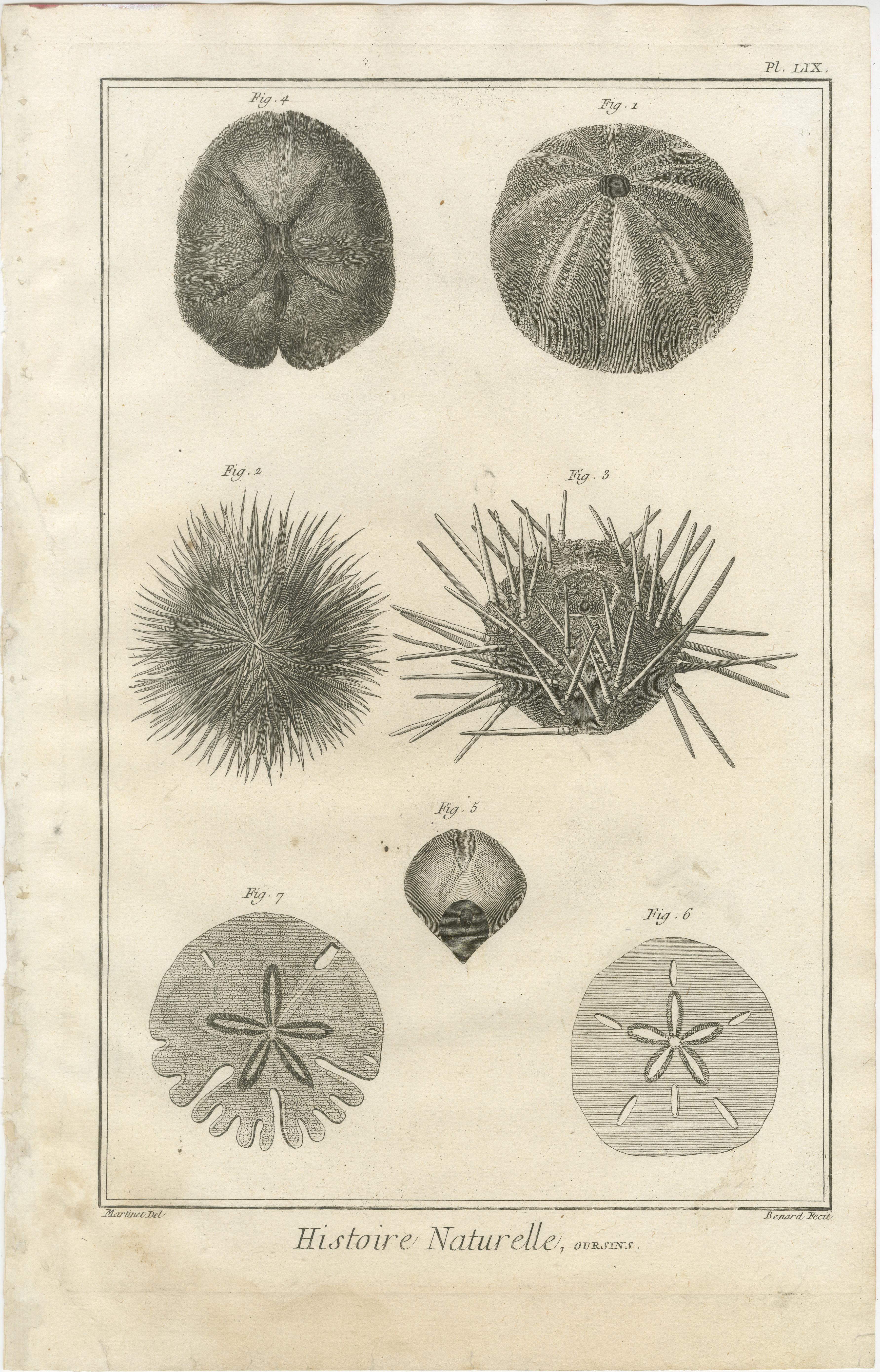 Fin du XVIIIe siècle Ensemble de trois gravures d'oursins et de vie marine par Diderot, vers 1770 en vente