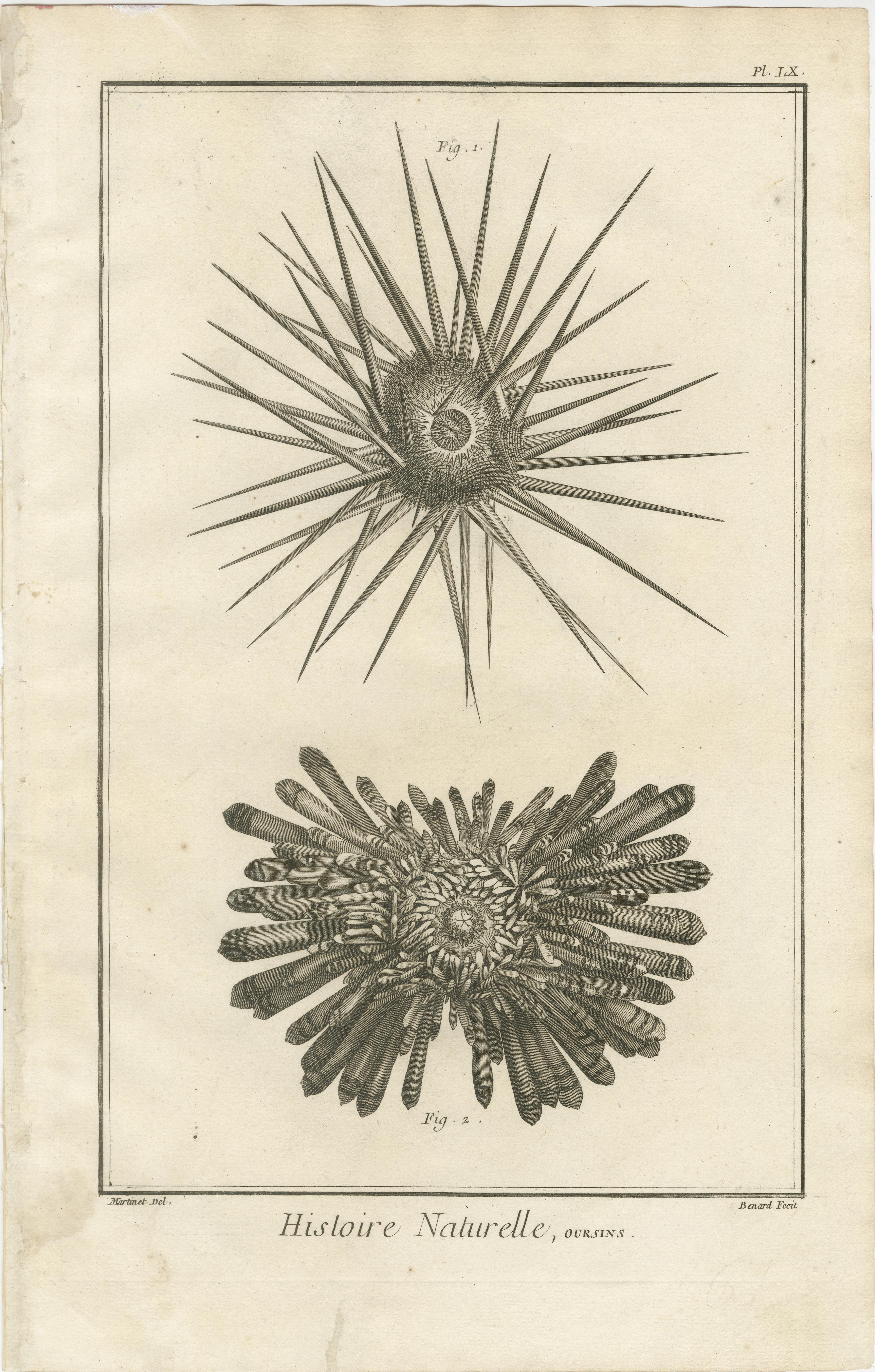 Papier Ensemble de trois gravures d'oursins et de vie marine par Diderot, vers 1770 en vente