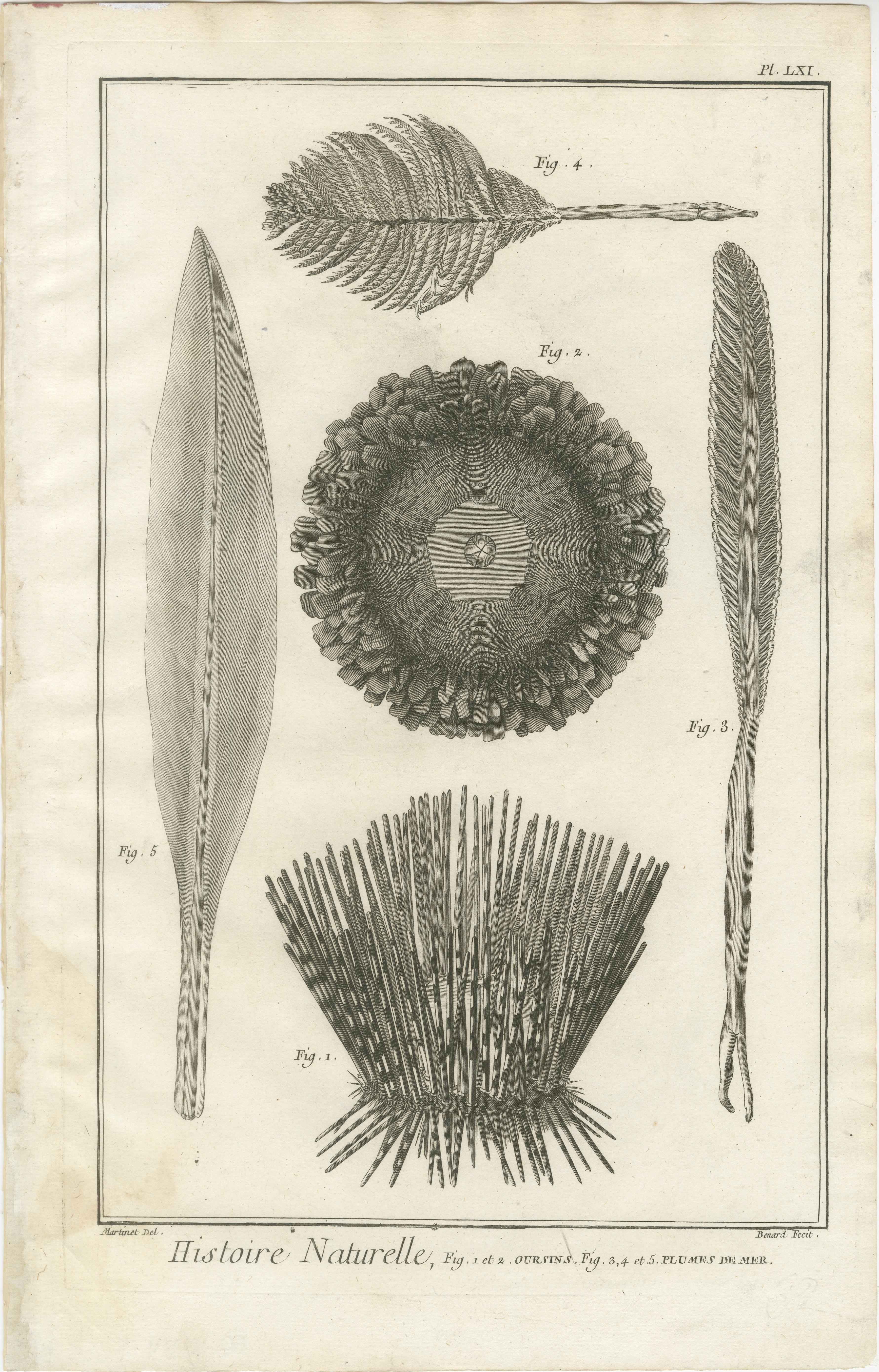 Ensemble de trois gravures d'oursins et de vie marine par Diderot, vers 1770 en vente 1