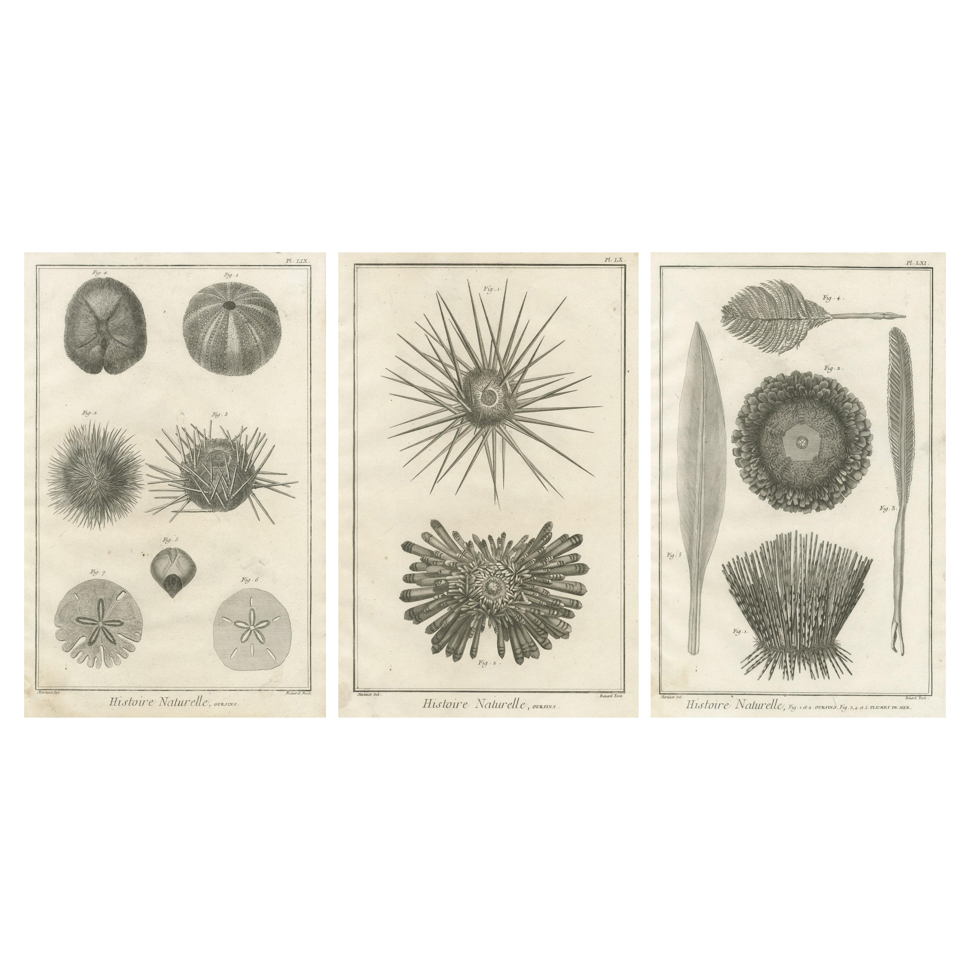 Set of Three Engravings of Sea Urchins and Marine Life by Diderot, ca.1770