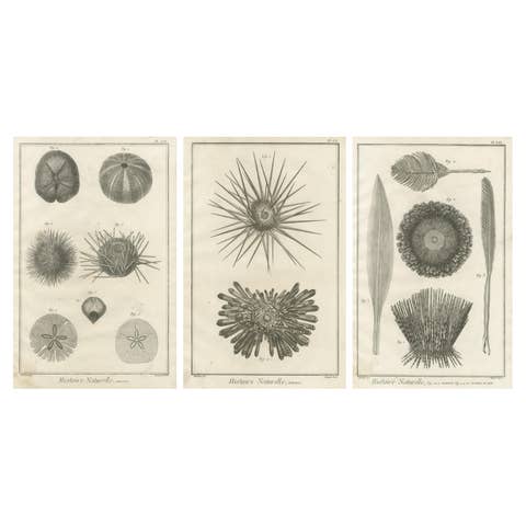 Set of Three Engravings of Sea Urchins and Marine Life by Diderot, ca.1770