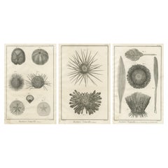 Set of Three Engravings of Sea Urchins and Marine Life by Diderot, ca.1770