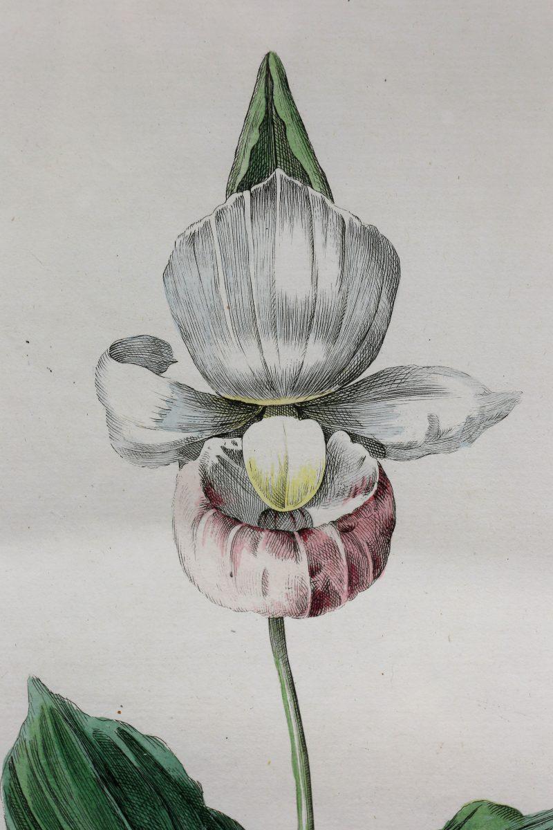 Set von drei gerahmten botanischen Blumenkästen von Hendrik Schwegman (19. Jahrhundert) im Angebot