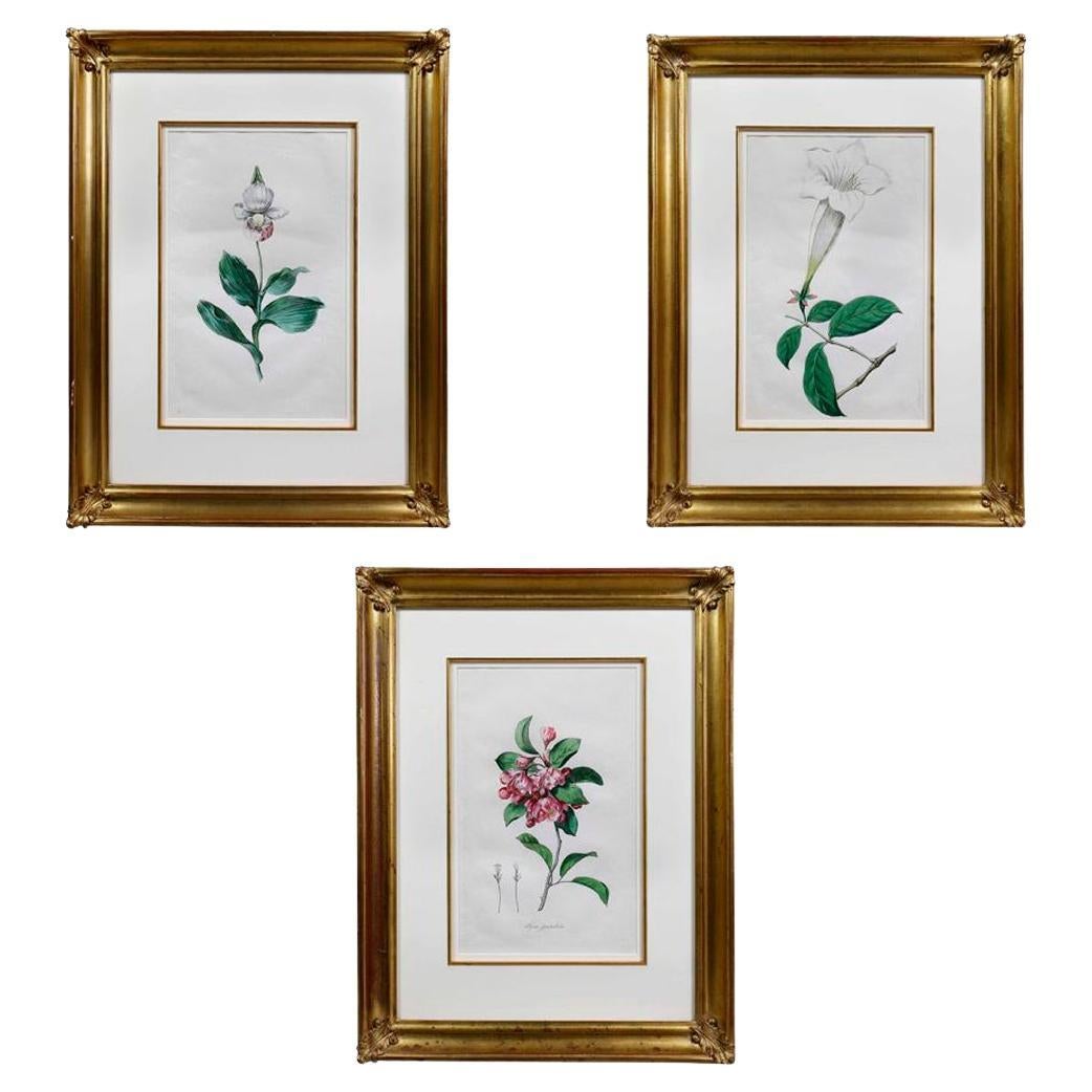 Set Of Three Framed Botanicals Of Flowers By Hendrik Schwegman