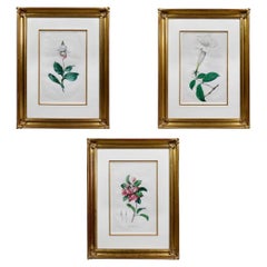 Set Of Three Framed Botanicals Of Flowers By Hendrik Schwegman